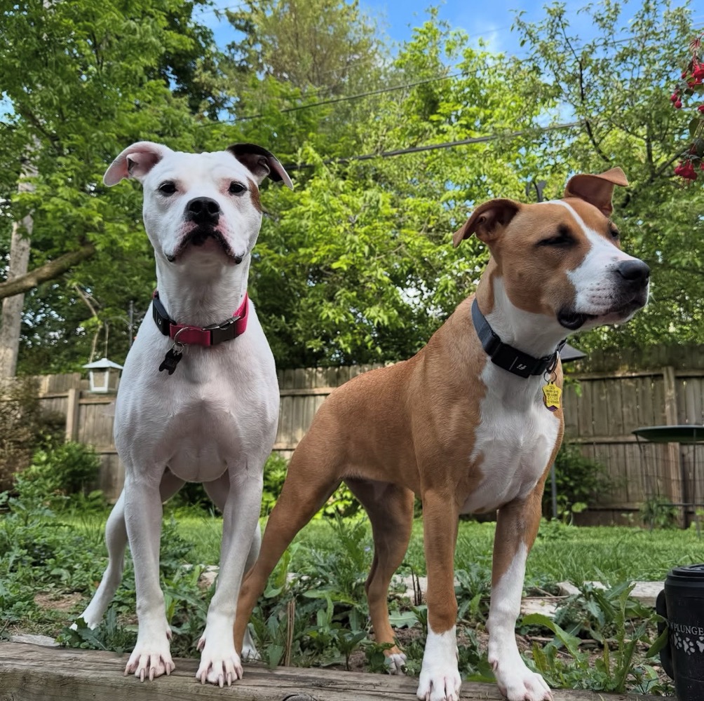 dallas-frankie Two dogs standing side by side on a wooden deck in a lush backyard setting. On the left is a white pit bull-type dog with dark ears wearing a red collar, and on the right is a brown and white pit bull-type dog wearing a black collar with a yellow tag. Both dogs are looking off to the side with alert expressions. Behind them is a fenced yard with vibrant green trees and foliage, creating a peaceful outdoor environment on what appears to be a sunny day.